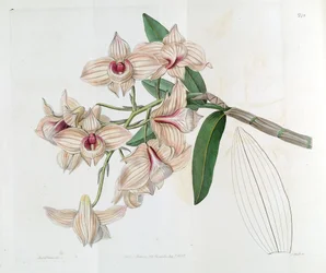 Dendrobium moschatum (als syn. Dendrobium cupreum)